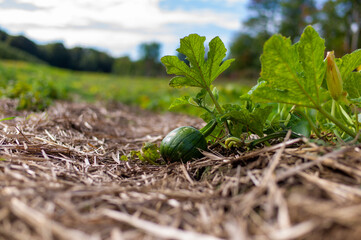 plant growing in soil