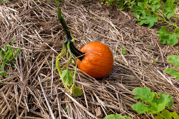 pumpkin on the ground
