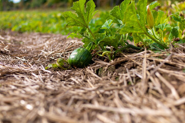 green sprouts in the ground
