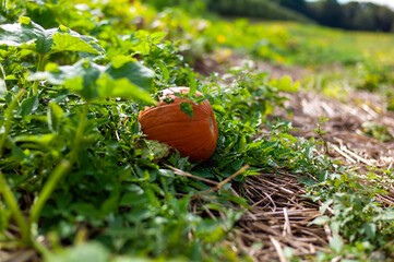 pumpkin on the grass