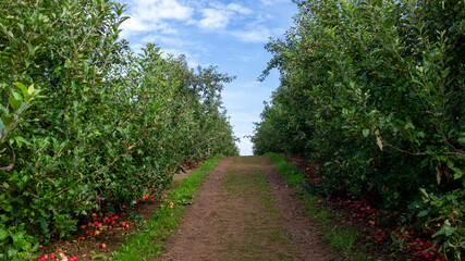 path in the park