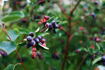 Irgi berries hang on a branch