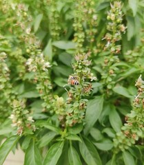 Honey Bee Drinking the juice of Basil flowers
