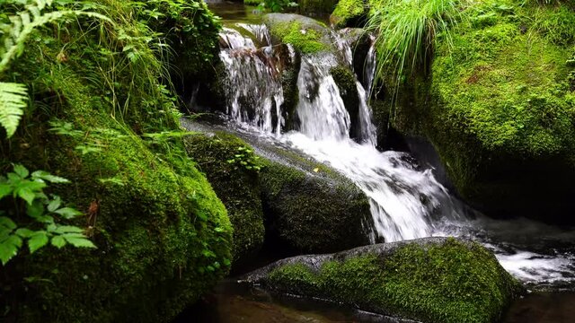 moss forest water nature valley