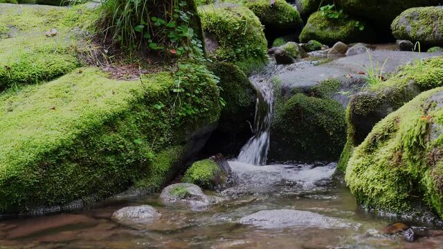 moss forest water nature valley