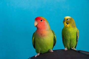 Fototapeta na wymiar Budgie and lovebird are sitting on the cage. Friendship between a parrots of different species