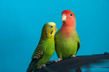 Fototapeta na wymiar A close up of two pet parrots - budgie and lovebird. Friendship between a parrots of different species