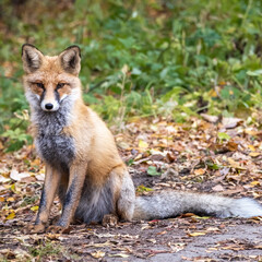 Naklejka na ściany i meble Close up of a red fox Vulpes vulpes, sitting on a path in the forest.