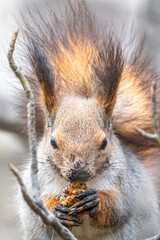 The squirrel with nut sits on tree in the winter or autumn. Eurasian red squirrel, Sciurus vulgaris.
