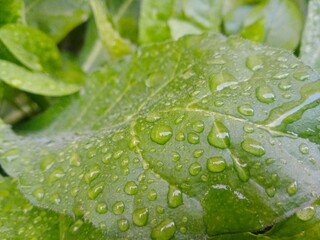 Closeup of dew drops on large green leaves in the form of scattered droplets after heavy rain in day time. Water droplets scattered over large green leaf of a plant.