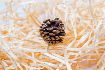 pine cone for Christmas decoration on a straw background.
