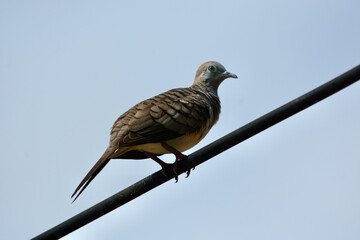 Geopelia striata