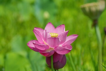 光を浴びて輝く満開のピンクのハスの花＠大阪