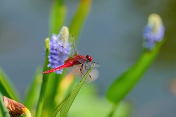 涼し気なナガバミズアオイの花をバックにのんびりくつろぐショウジョウトンボ