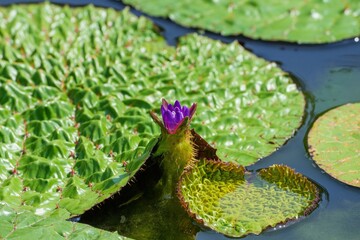 咲き始めた紫色のオニバスの花