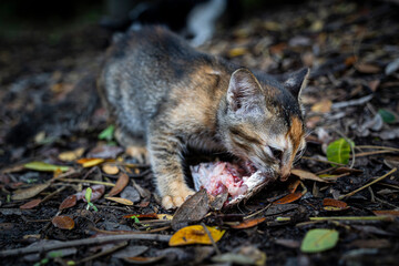 Cat eating fish head parts wild cat.