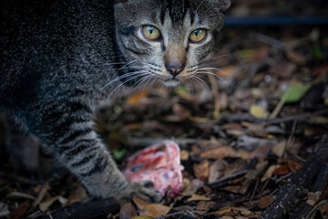 Cat eating fish head parts wild cat.