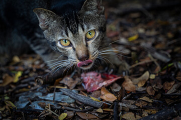 Cat eating fish head parts wild cat.