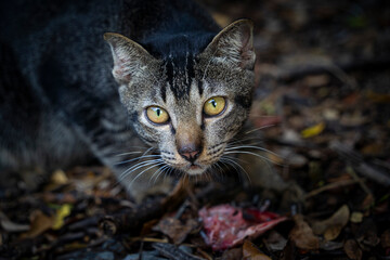 Cat eating fish head parts wild cat.
