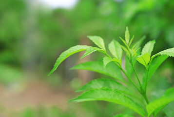 Fototapeta na wymiar Green nature tree leaves on blurred background in the morning light. Fresh natural background.