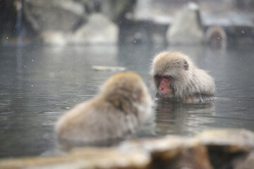 snow monkey