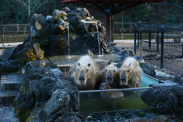 capybara onsen