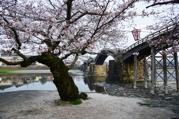 iwakuni sakura