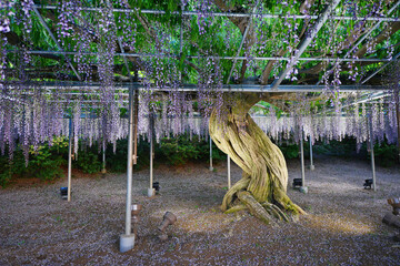 wisteria park