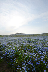 nemophila bloom