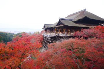fall foliage in kyoto