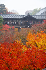 colorful maple in temple