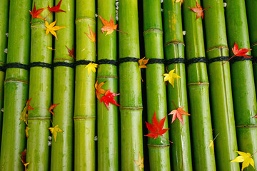 maple on bamboo row