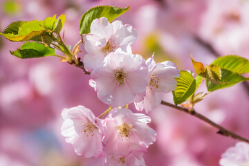 Fototapeta na wymiar Lush blooming pink sakura blossoms. Spring Background image