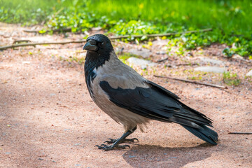 Black crow walks on green lawn. Raven on grass. Wild bird on meadow.