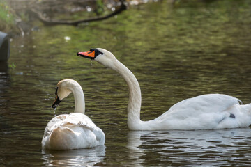 Two graceful white swans swim in the dark water.