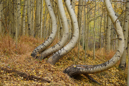 aspen tree