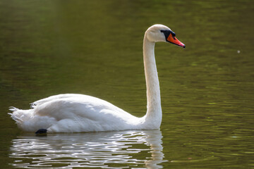 A graceful white swan swimming on a lake with dark green water. The white swan is reflected in the water