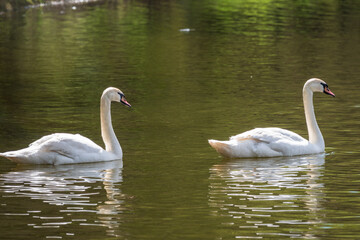 Two graceful white swans swim in the dark water.