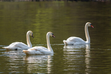 Fototapeta premium Graceful white Swans swimming in the lake, swans in the wild