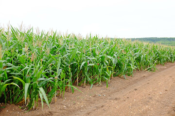 A young green corn field against sky with clouds background