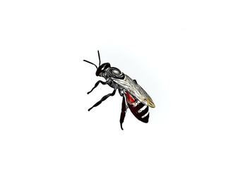 Beautiful illustration of Honey bee isolated on plain white background