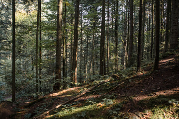 Forest landscape, trees and narrow path lit by soft sunrise light. Nature background landscape