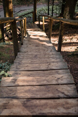 Obraz premium Forest landscape, trees and narrow path lit by soft sunrise light. Nature background landscape