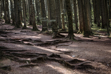 Forest landscape, trees and narrow path lit by soft sunrise light. Nature background landscape