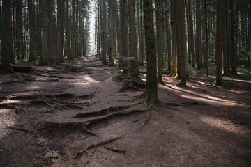 Forest landscape, trees and narrow path lit by soft sunrise light. Nature background landscape