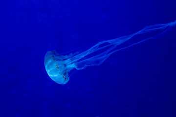 写真素材: ゆらゆら漂うクラゲ