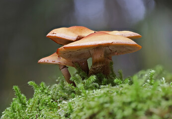 Colors and mushrooms in Autumn forest close up