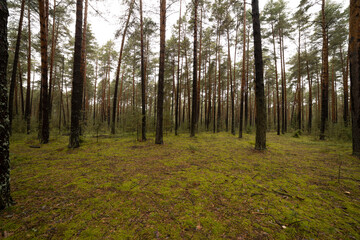 Landscape in a pine forest in autumn, Moss in the foreground. Pine forest overgrown with moss and mushrooms in rainy weather.