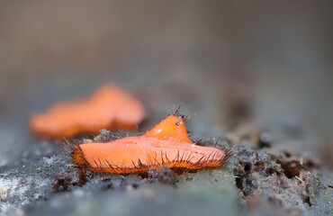 Scutellinia scutellata, commonly known as the eyelash cup