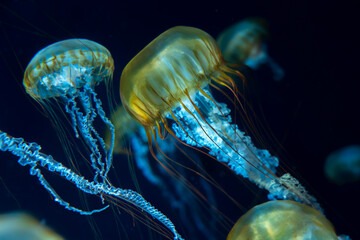 写真素材: ゆらゆら漂うクラゲ